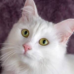 Harun G. profil fotoğrafı