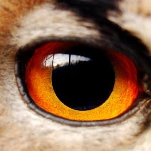 Hüsnü Ç. profil fotoğrafı