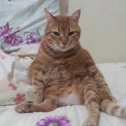 İsmail T. profil fotoğrafı