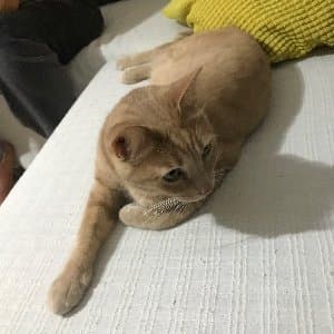 Mehseti H. profil fotoğrafı