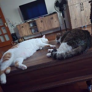 Özlem P. profil fotoğrafı