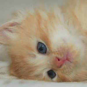Öznur D. profil fotoğrafı