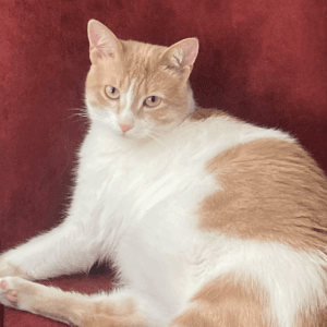 Şilan K. profil fotoğrafı