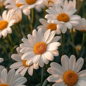 Yasemin K. profil fotoğrafı