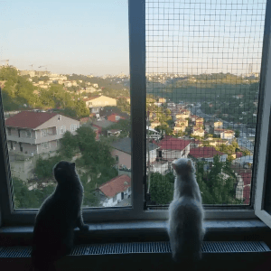 Yasemin Y. profil fotoğrafı