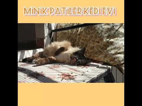 Minik O. — video 5