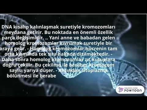 Yavuz Ç. — video 2