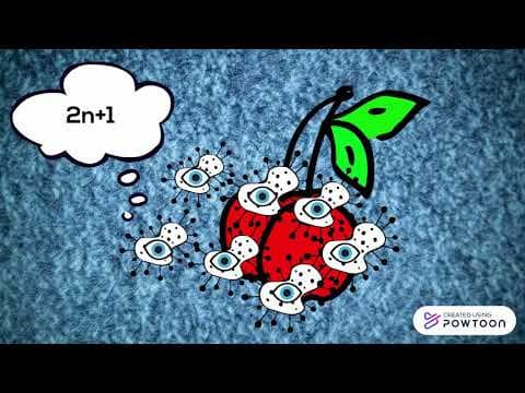 Kübra G. — video 3