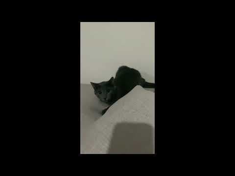 Fikri A. — video 2