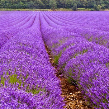 Lavanta Bahçesi Dış Çekim