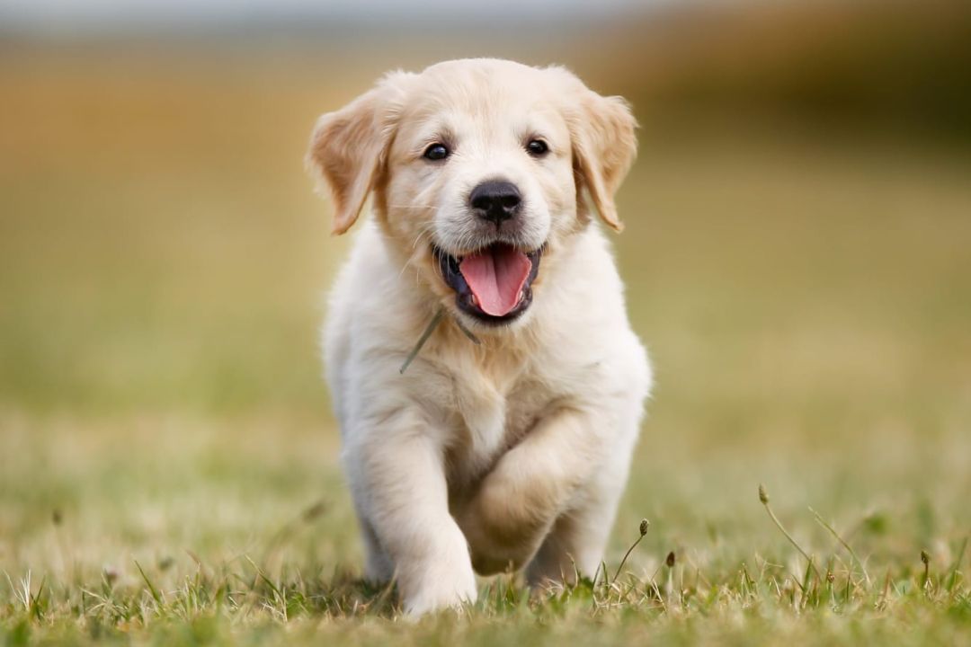 Temel İtaat Eğitimi