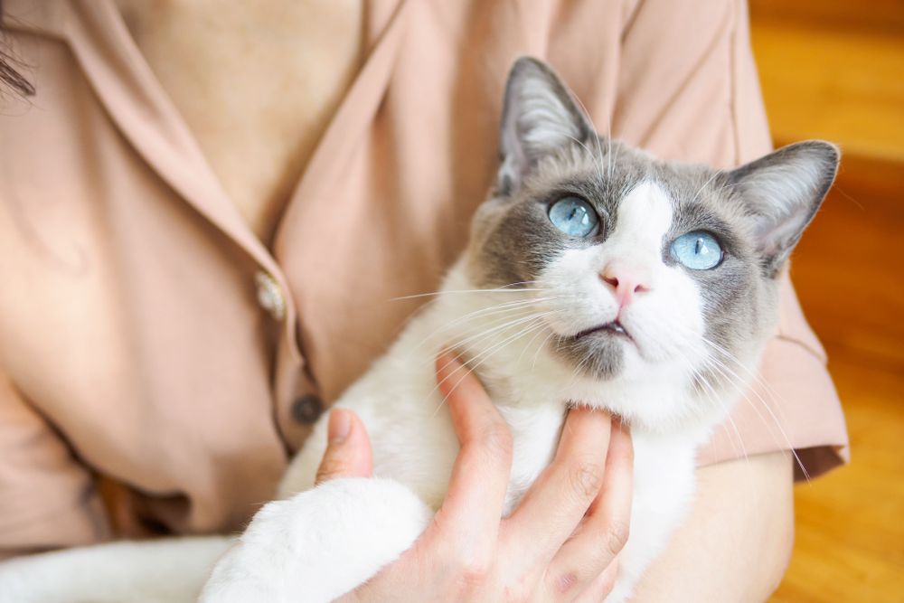 Kedi Bakıcısı Kedi Bakıcısı