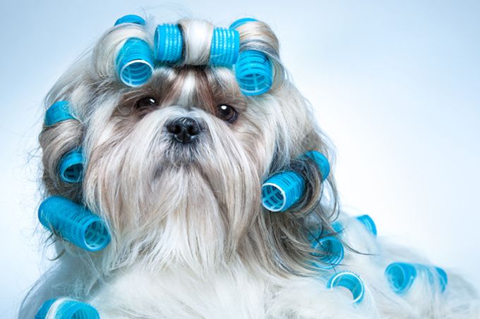 Pet Fotoğrafçısı Pet Fotoğrafçısı