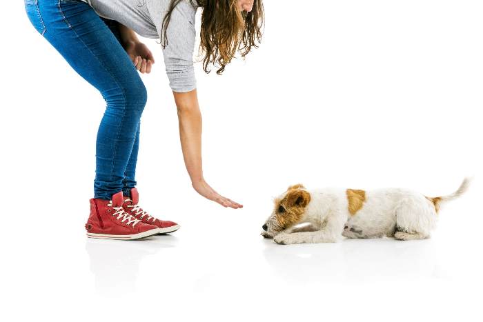 Köpek Eğitim