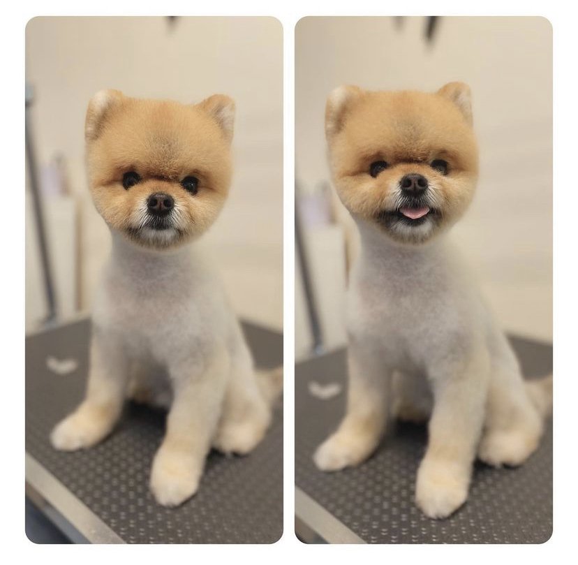 1 Köpek 1 Kedi Pet Kuaför