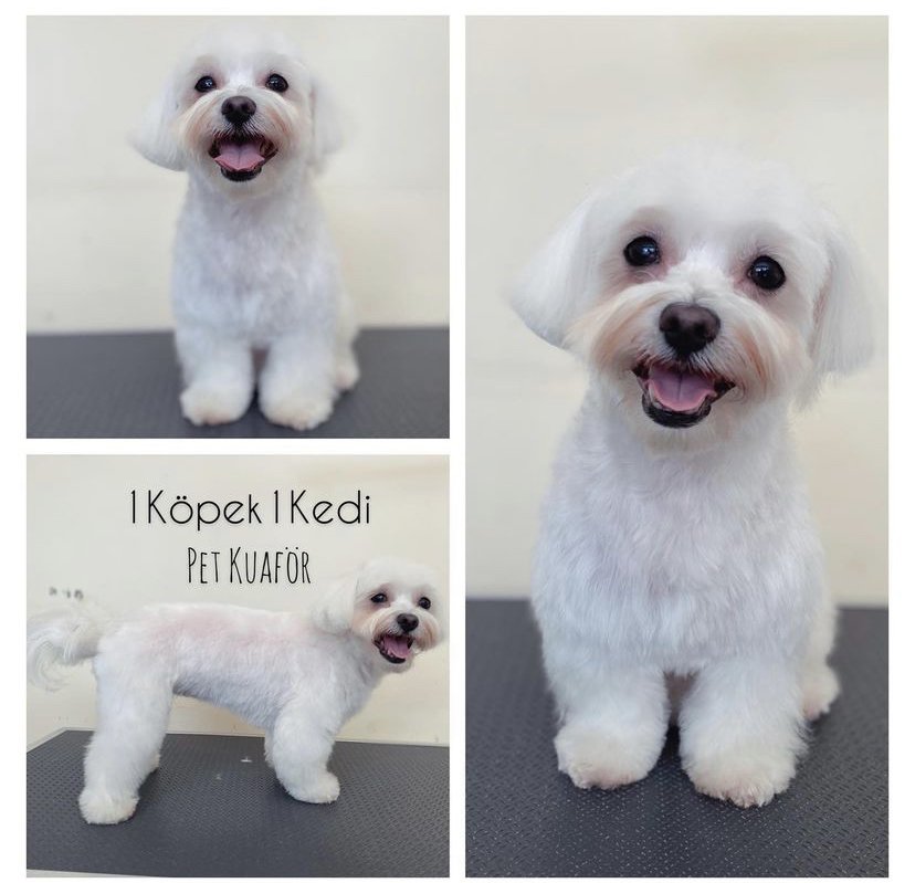 1 Köpek 1 Kedi Pet Kuaför