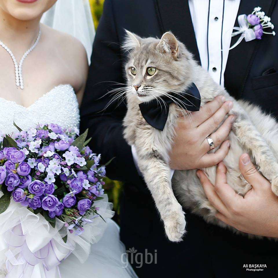 Ali Başkaya Photographer