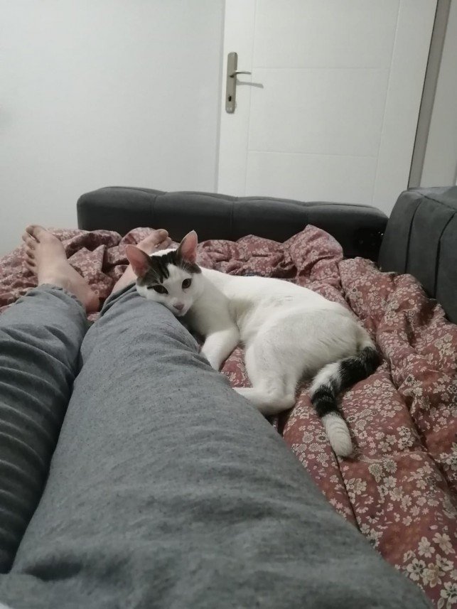 Abdurrahman  Sarıbatur