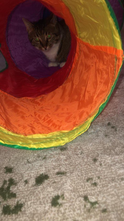 Abdurrahman  Sarıbatur