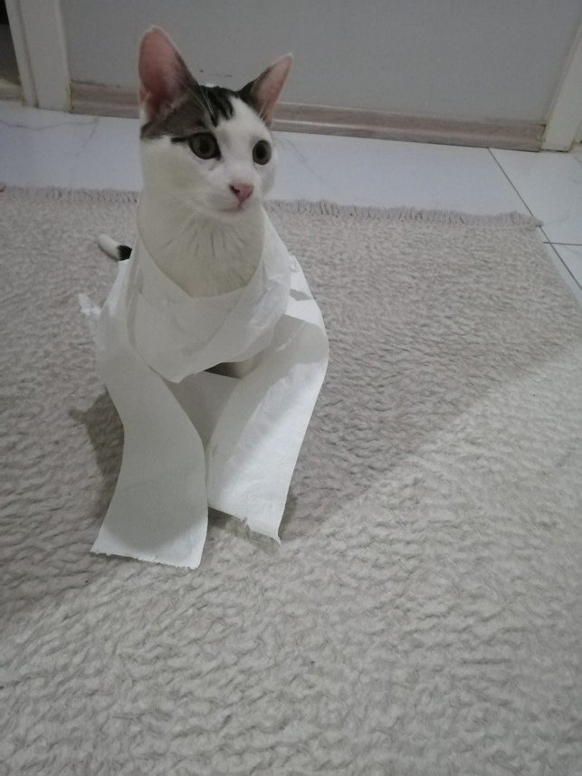 Abdurrahman  Sarıbatur