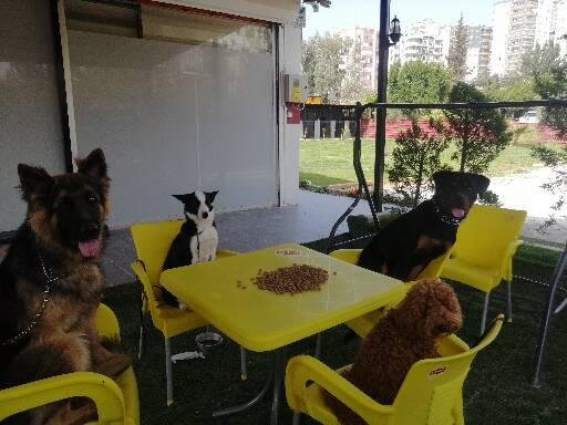 Adana Dog Training Club