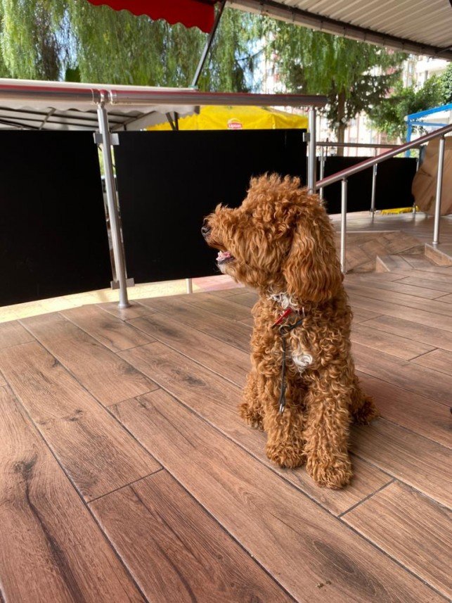 Adana Dog Training Club