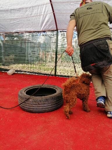 Adana Dog Training Club