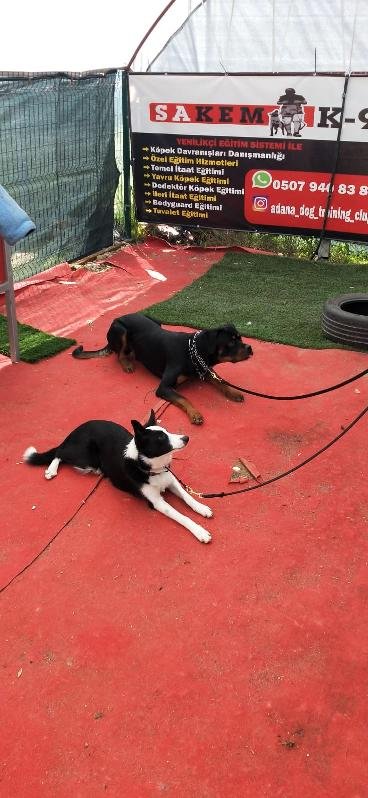 Adana Dog Training Club