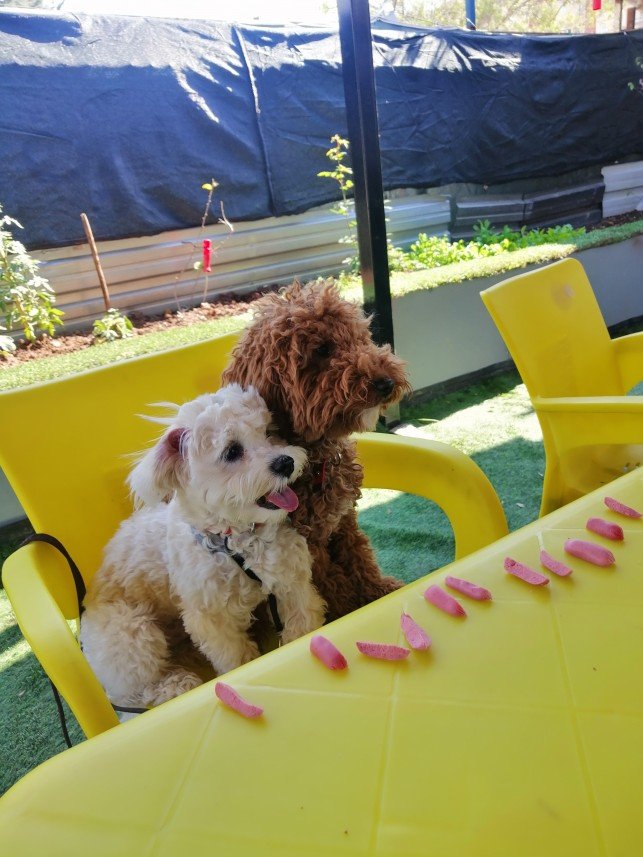 Adana Dog Training Club