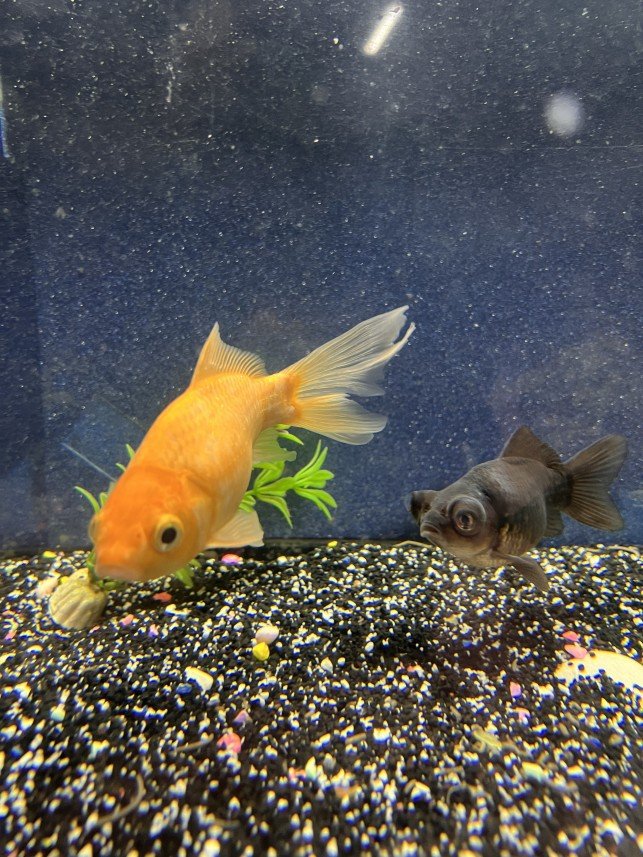 Ahmet Mücahit Mutlu