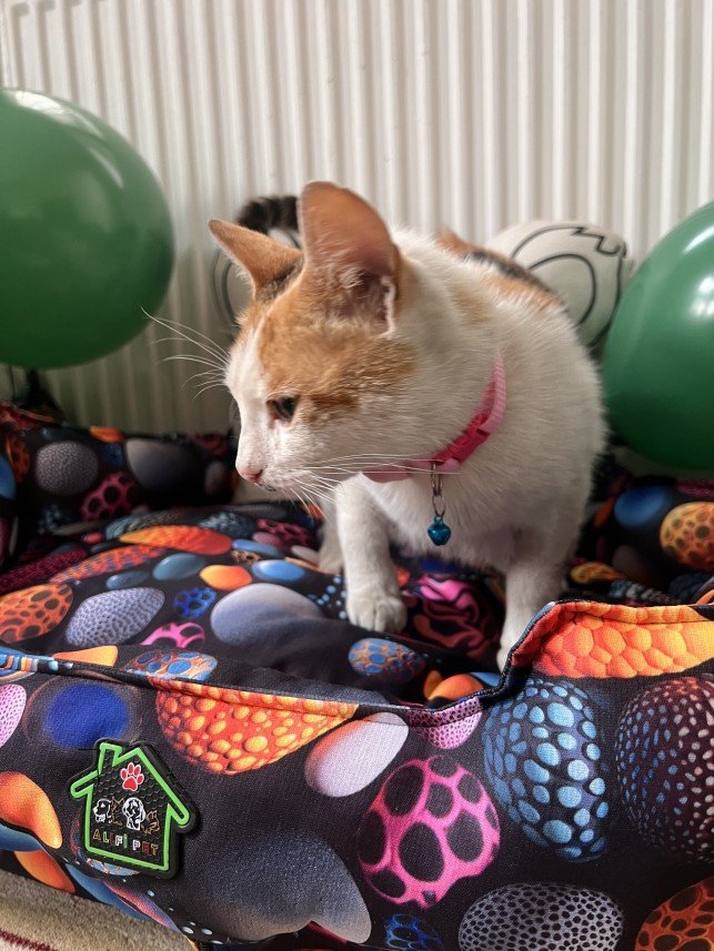 Ahmet Mücahit Mutlu