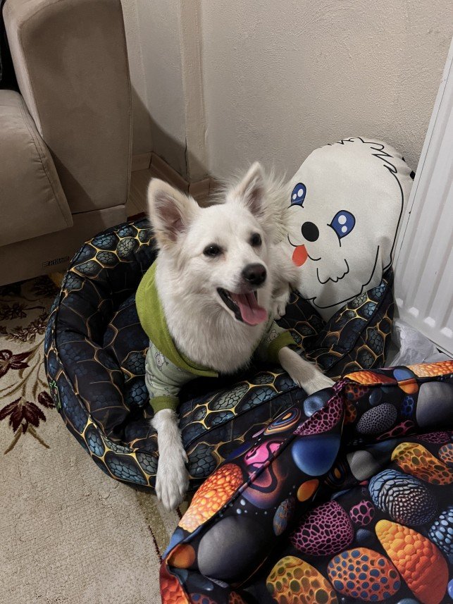 Ahmet Mücahit Mutlu