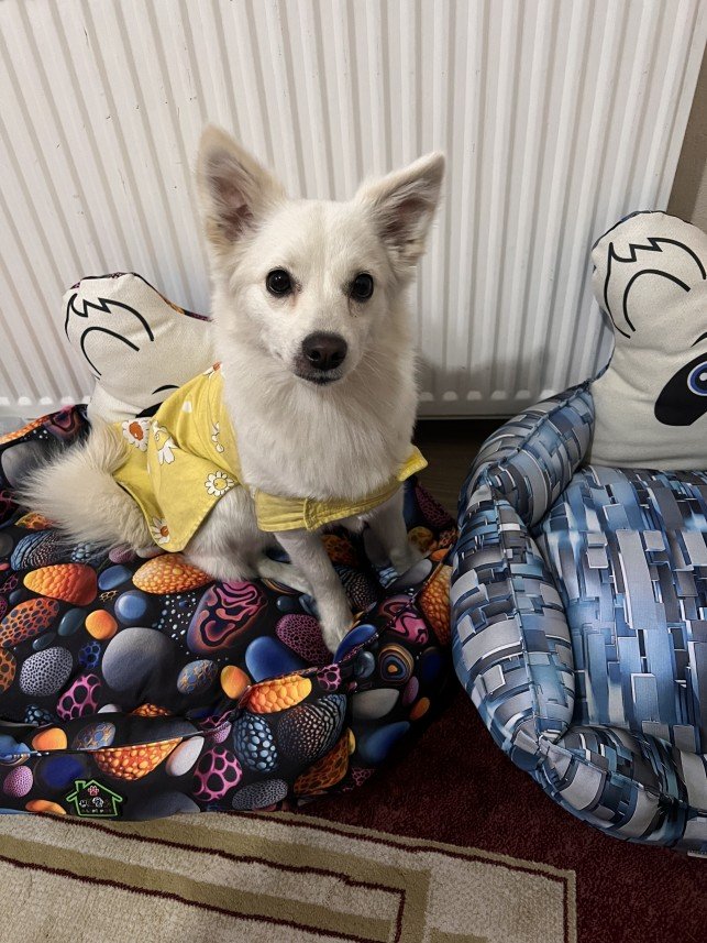 Ahmet Mücahit Mutlu