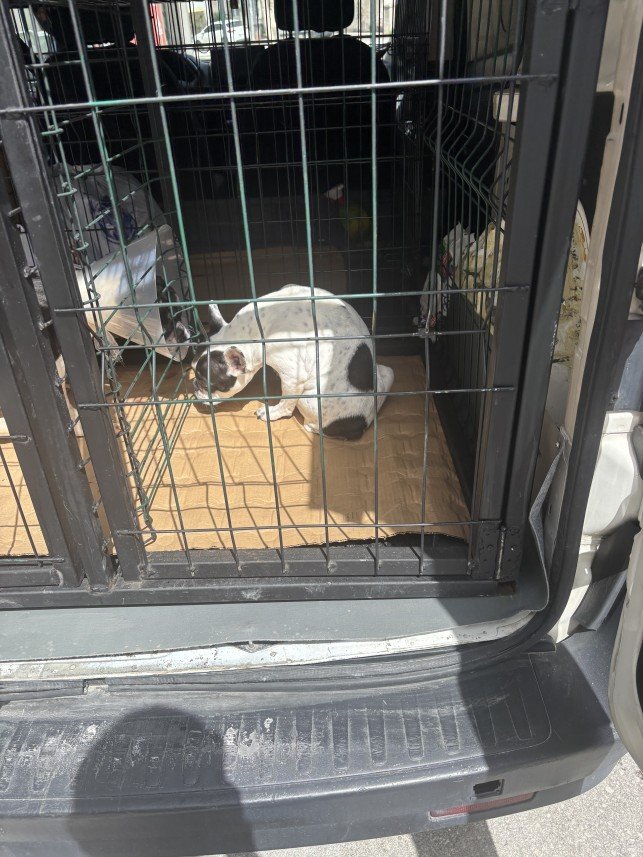 Alacaatlı Pet Taxi