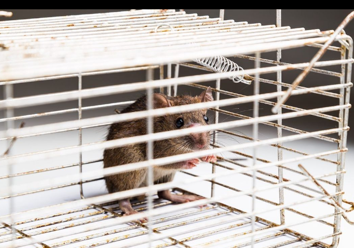 Alaçatı İlaçlama