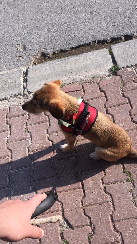 Ali Taha Öğündür