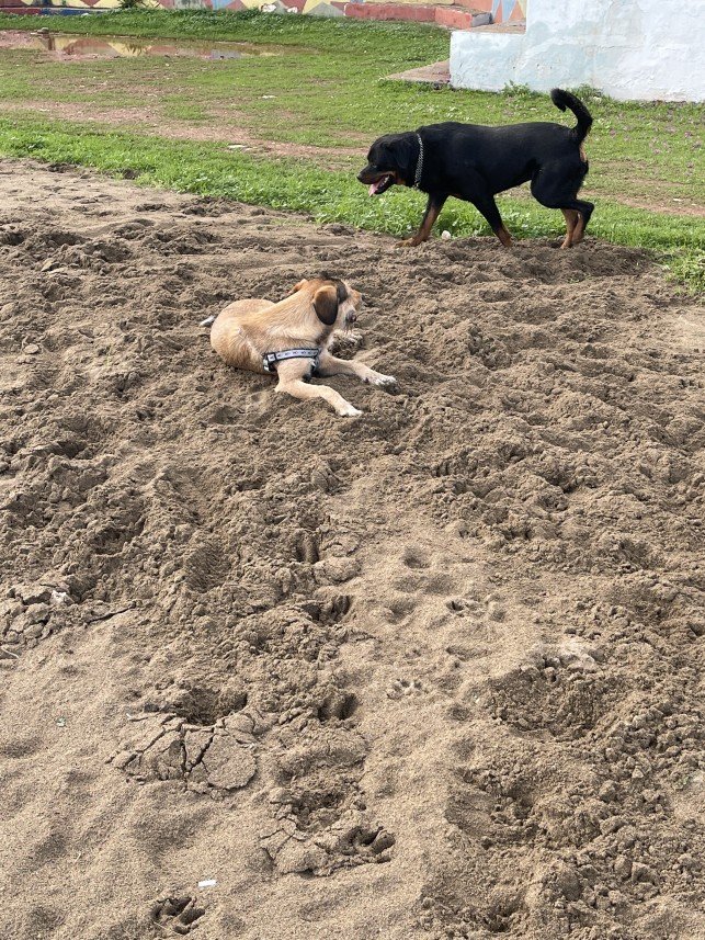 Ali Taha Öğündür