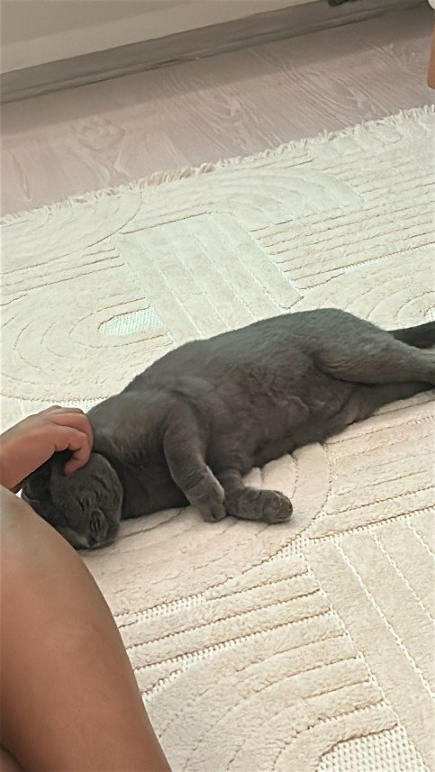 Aliye Sarsılmaz Doğan