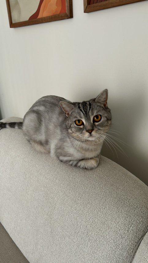 Aliye Sarsılmaz Doğan