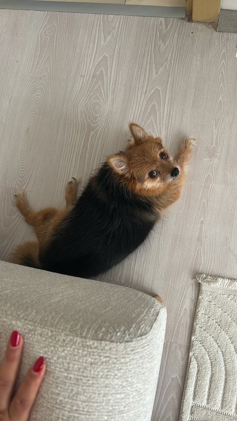 Aliye Sarsılmaz Doğan