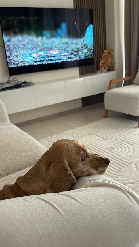 Aliye Sarsılmaz Doğan