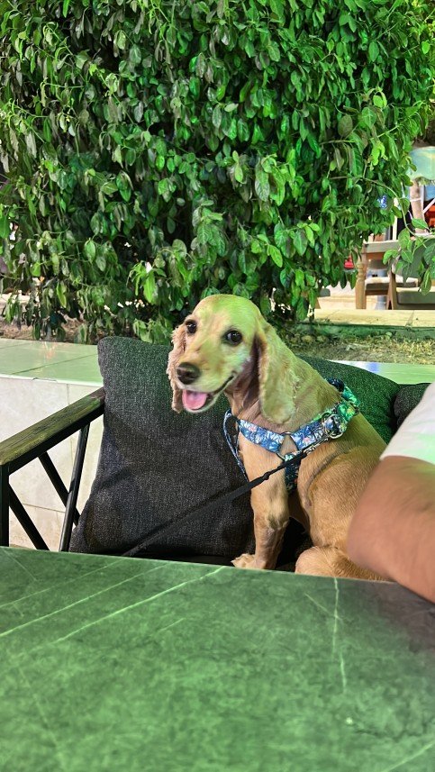 Aliye Sarsılmaz Doğan