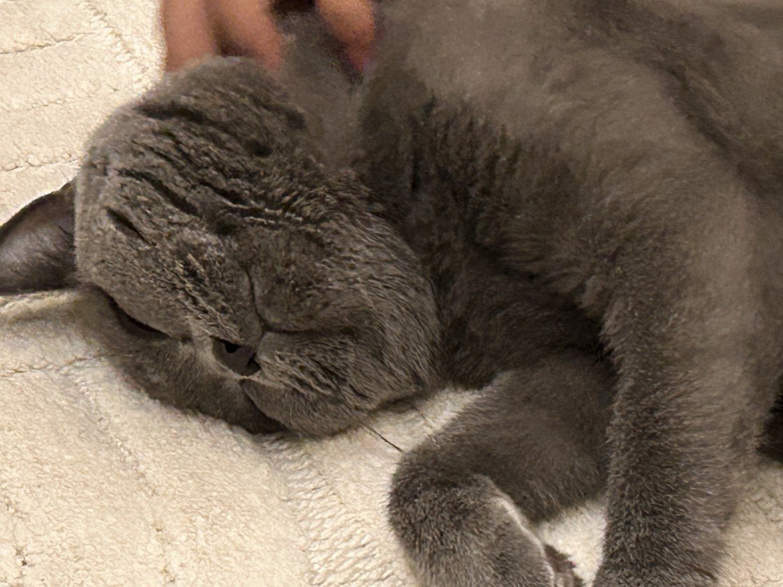 Aliye Sarsılmaz Doğan