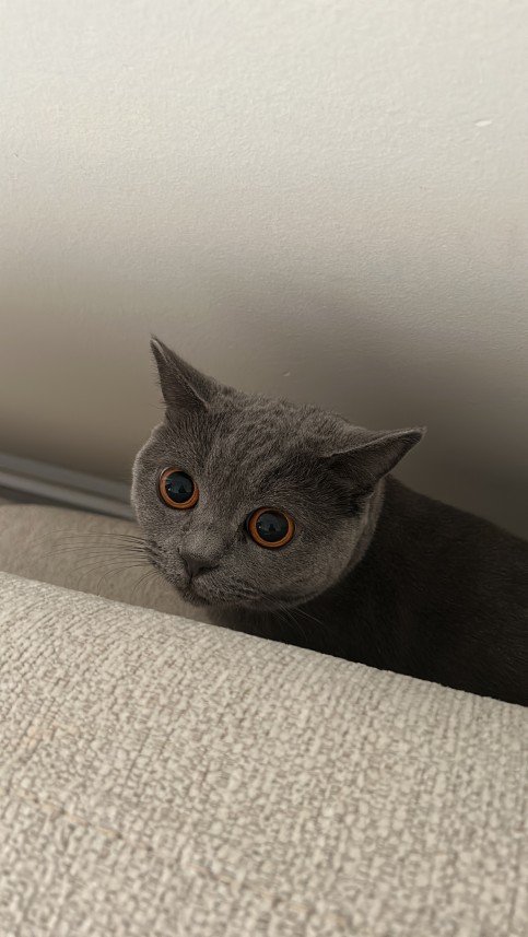 Aliye Sarsılmaz Doğan