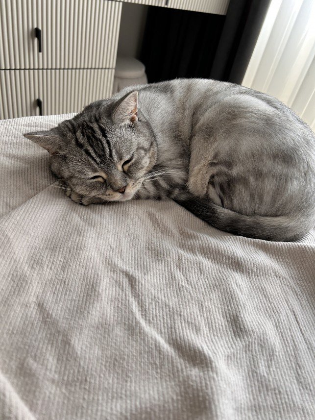 Aliye Sarsılmaz Doğan