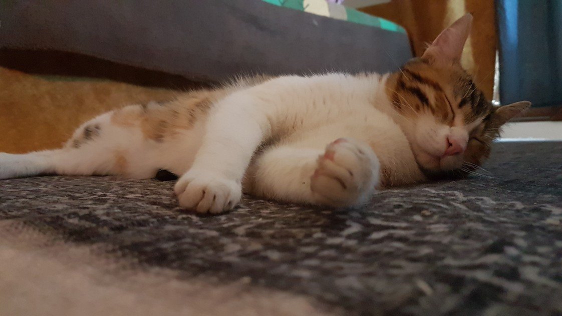 Minik Patiler Kedi Oteli