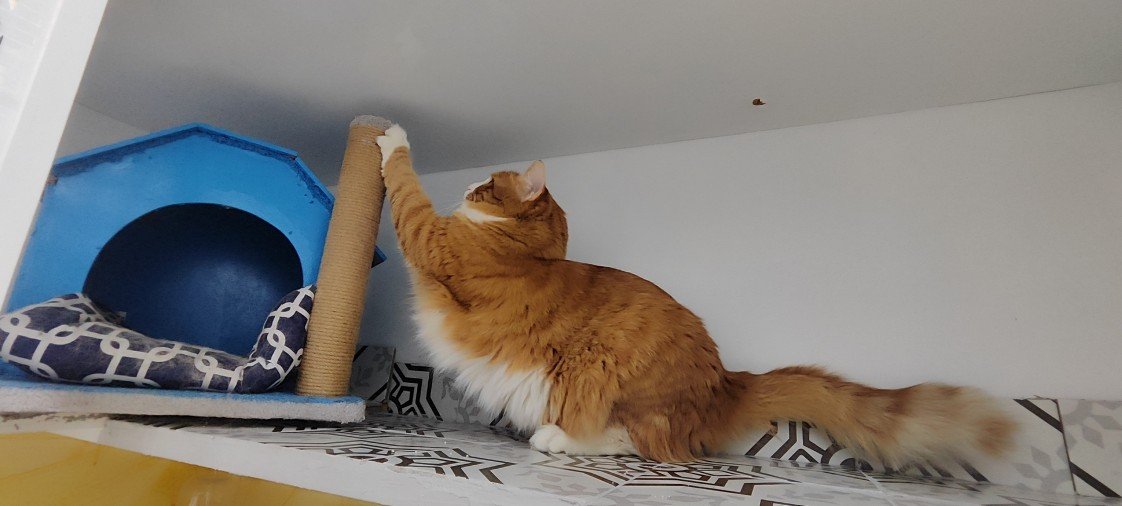 Minik Patiler Kedi Oteli