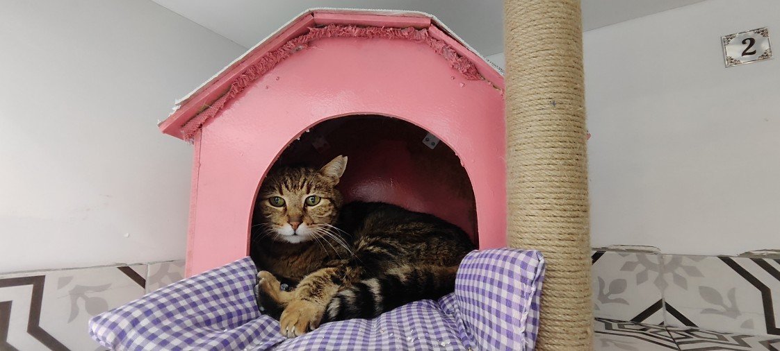 Minik Patiler Kedi Oteli