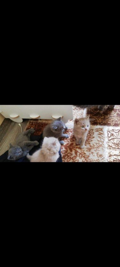 Asya Begüm Uyanıksoy