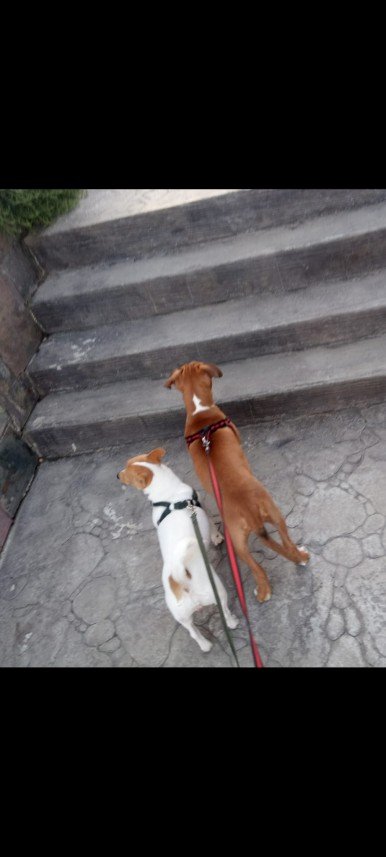 Asya Begüm Uyanıksoy